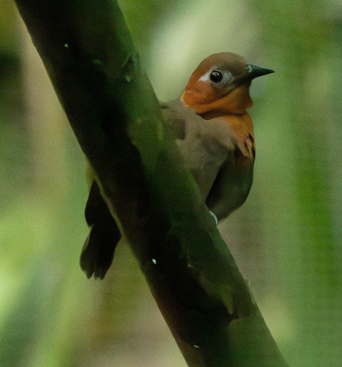 Song Wren - ML627235667