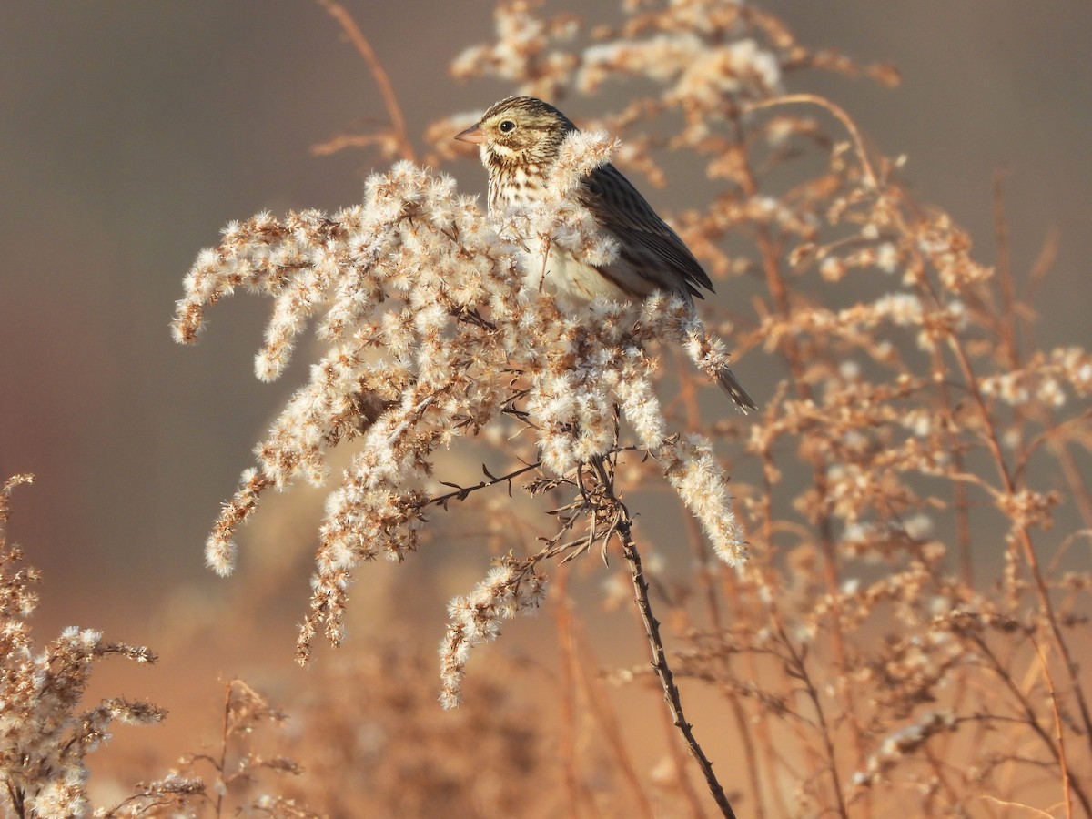 Savannah Sparrow - ML627235684