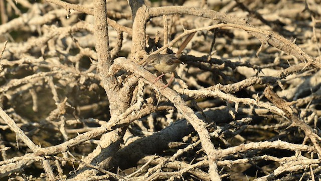 Plain Prinia - ML627235710