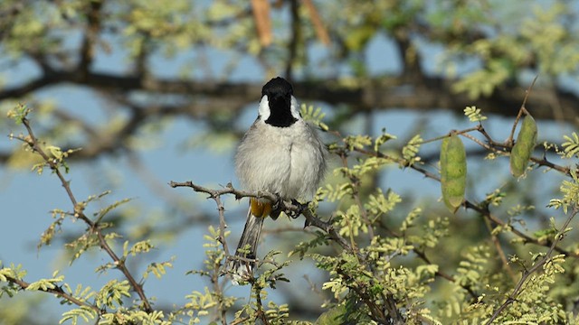 Bulbul dalle orecchie bianche - ML627235730