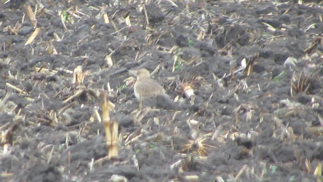 Mountain Plover - ML627235774