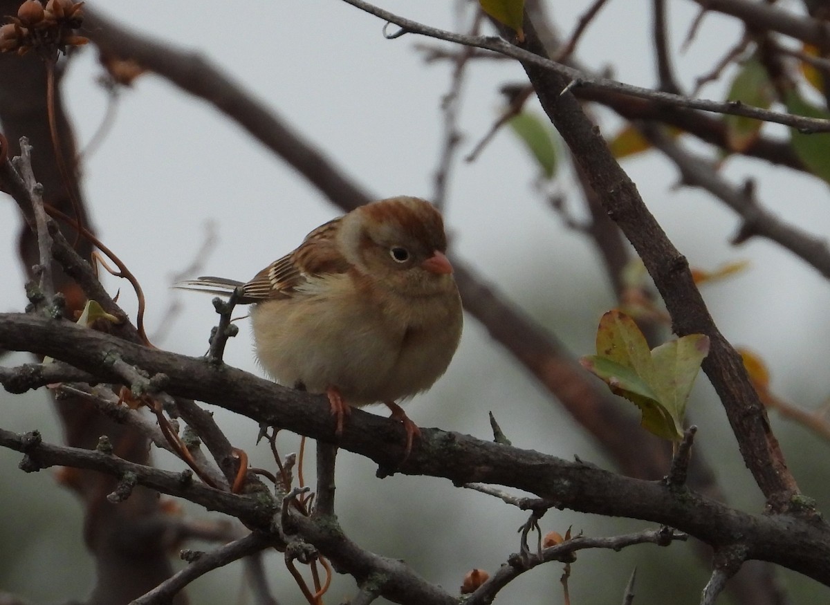 Field Sparrow - ML627235786