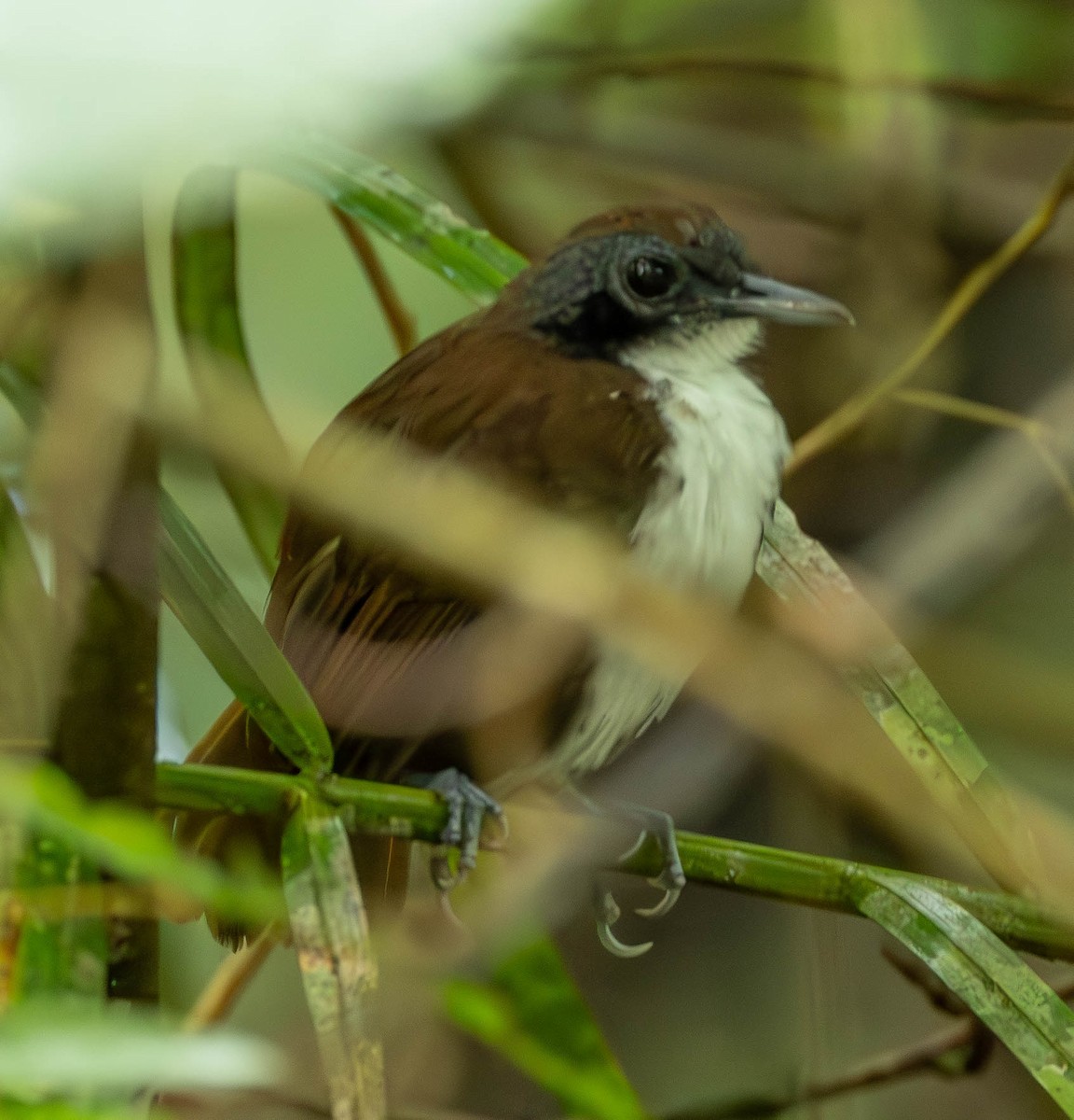 Bicolored Antbird - ML627235792