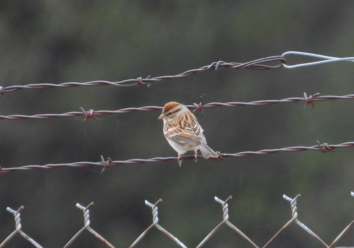 Chipping Sparrow - ML627235816