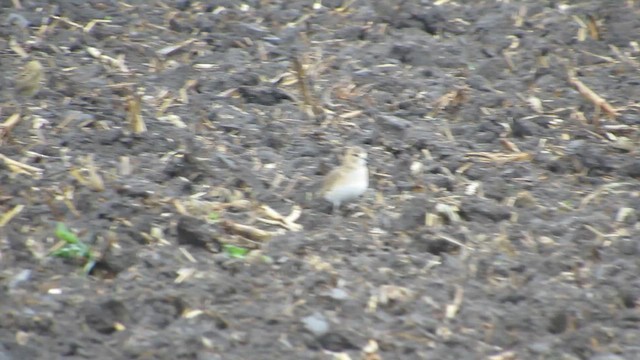 Mountain Plover - ML627235826