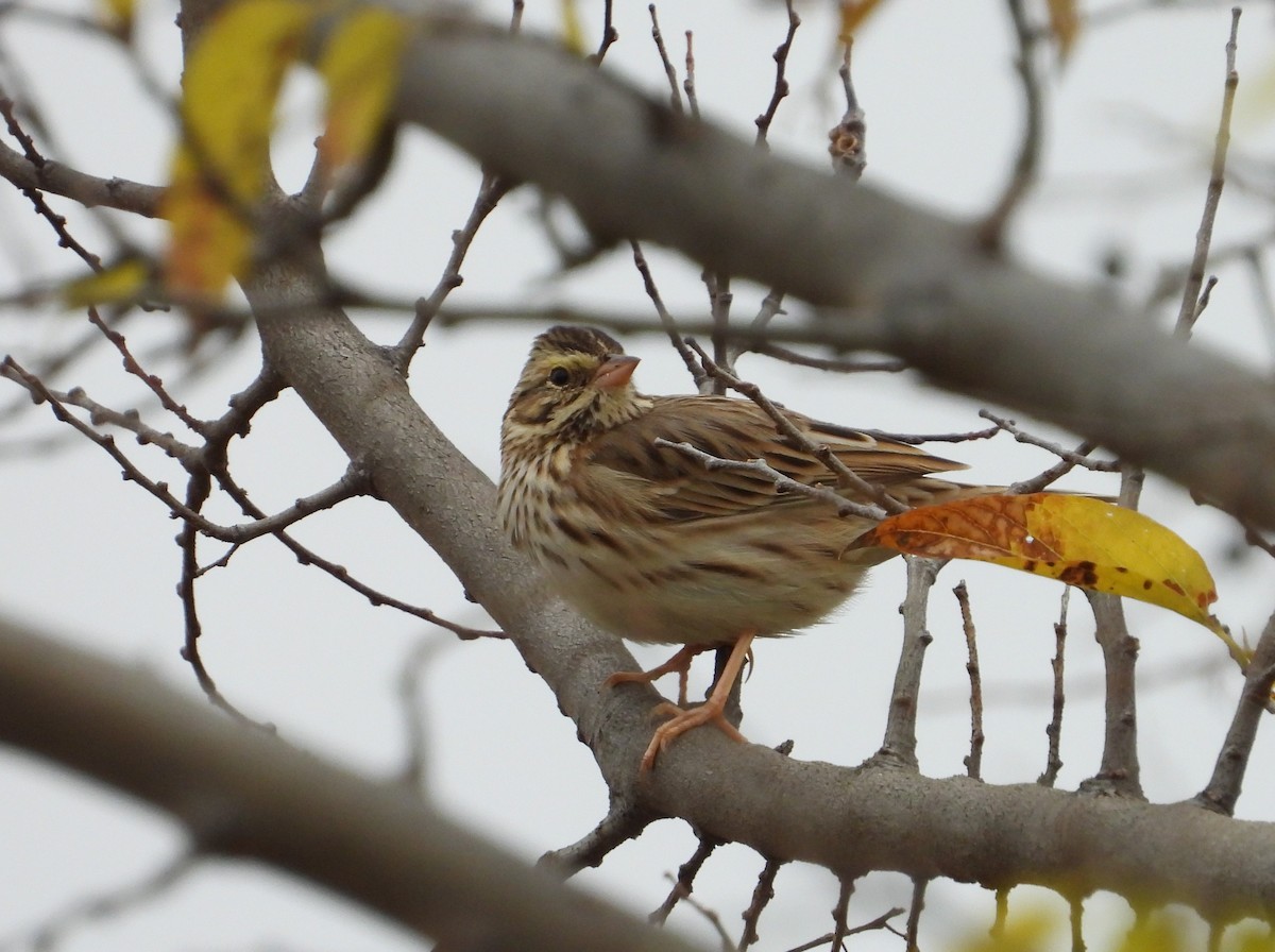 Savannah Sparrow - ML627235855