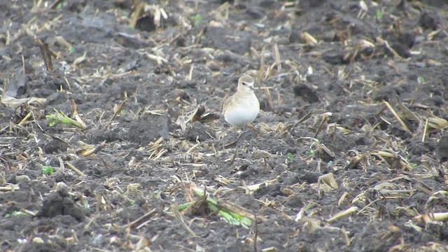 Mountain Plover - ML627235887