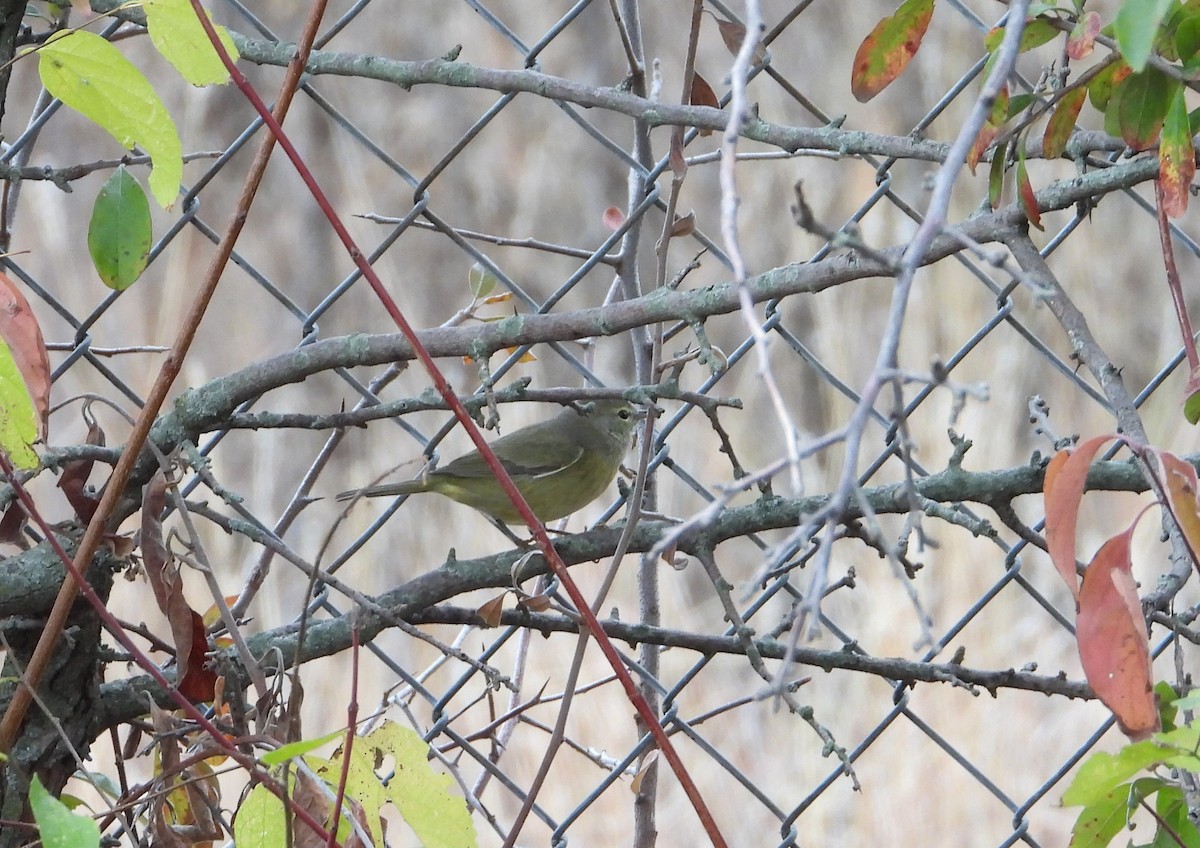 Orange-crowned Warbler - ML627235908