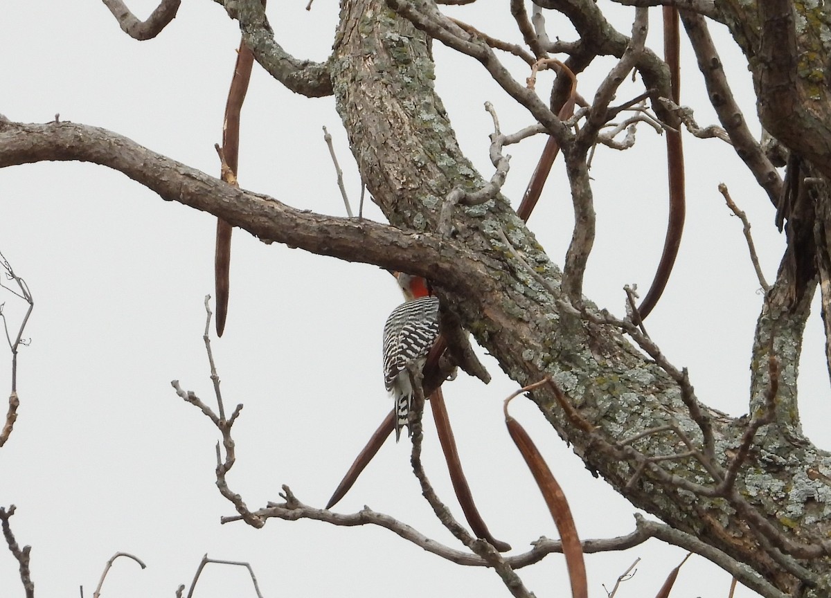 Red-bellied Woodpecker - ML627235952