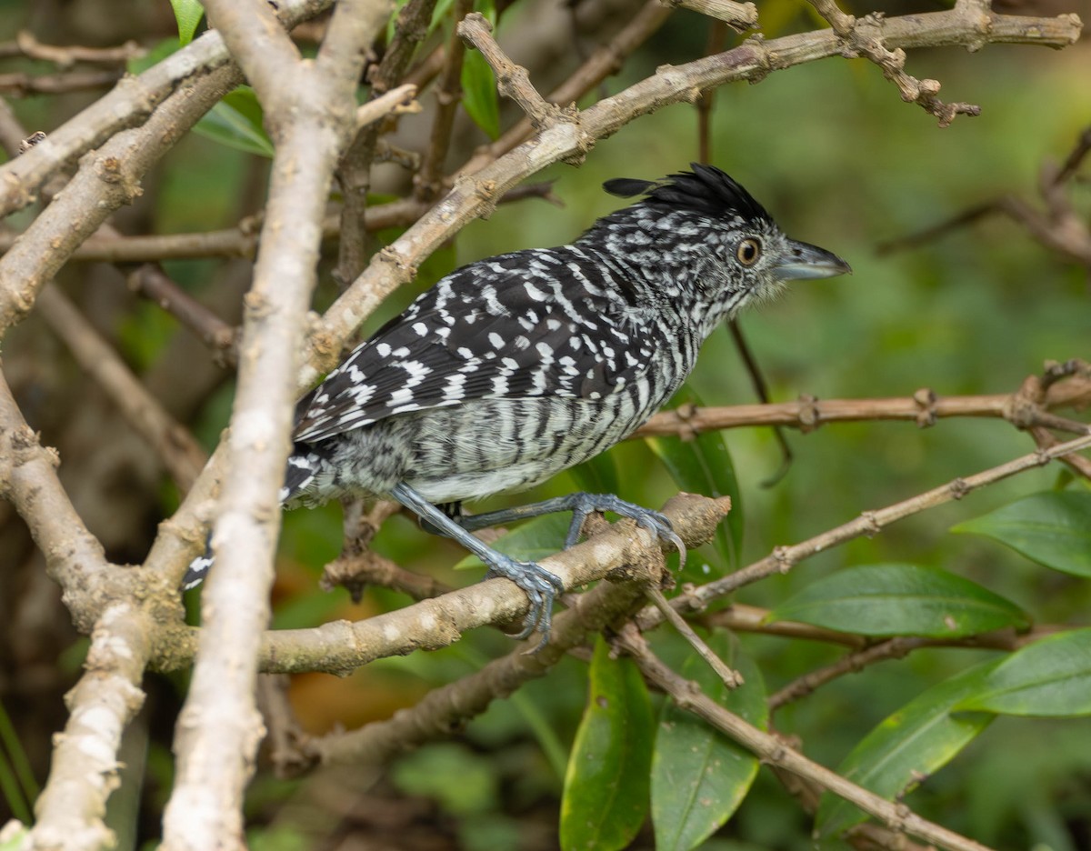 Barred Antshrike - ML627235985