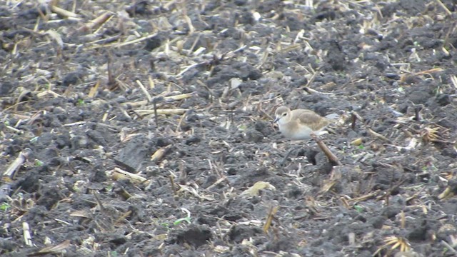 Mountain Plover - ML627235990