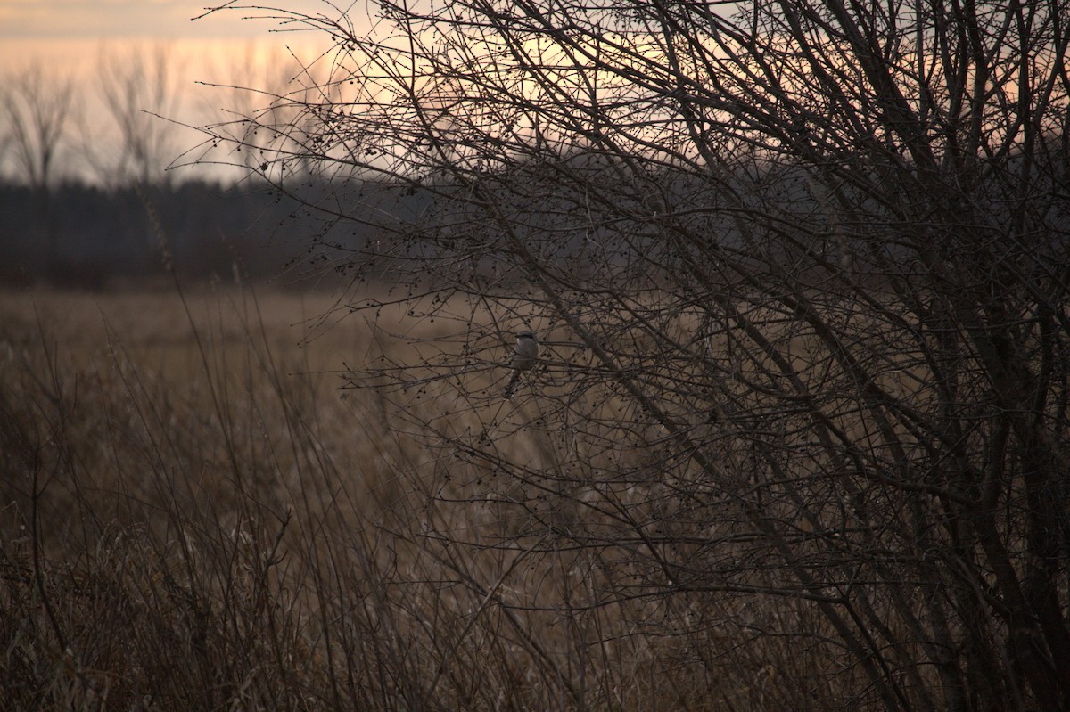 Northern Shrike - ML627235995