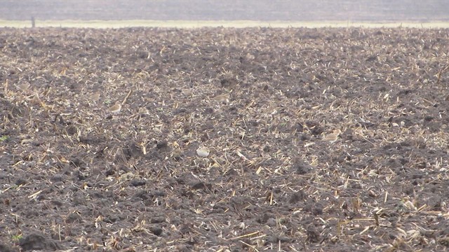 Mountain Plover - ML627236053