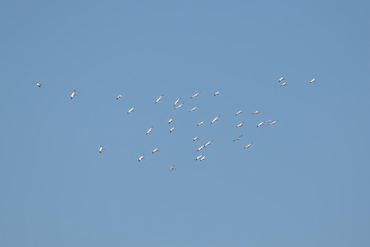 American White Pelican - ML627236060