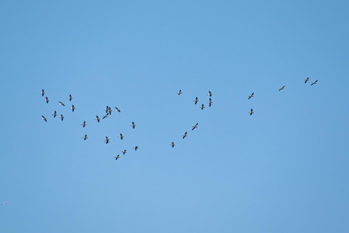 American White Pelican - ML627236061