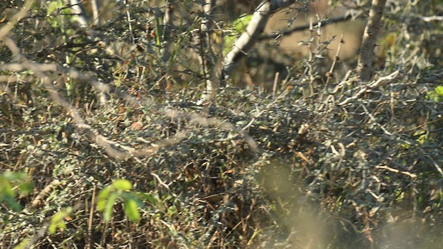 Variable Wheatear - ML627236090