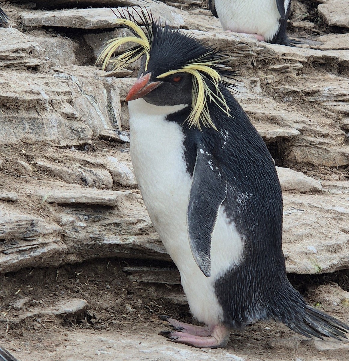 Moseley's Rockhopper Penguin - ML627236129