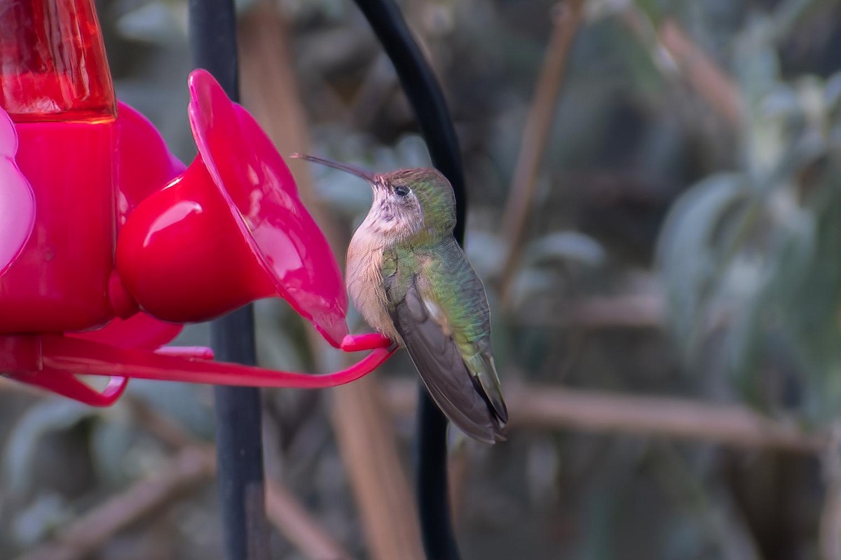 Calliope Hummingbird - ML627236144