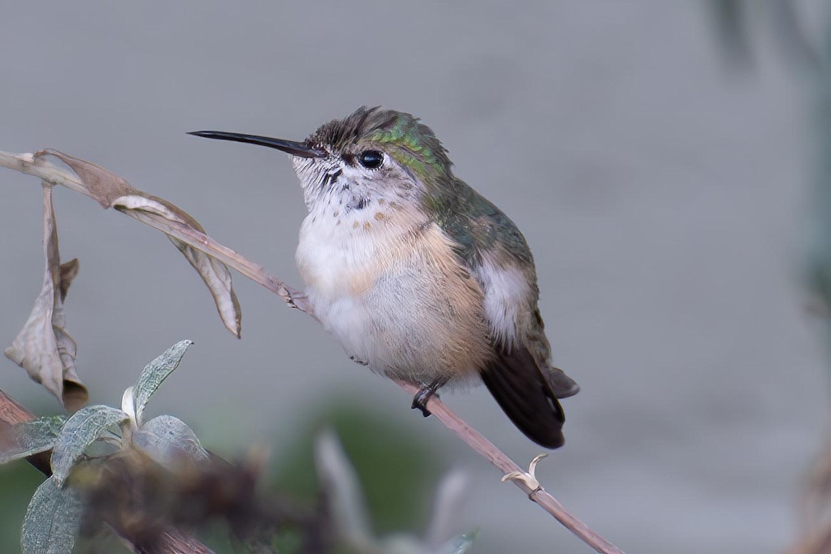 Calliope Hummingbird - ML627236145