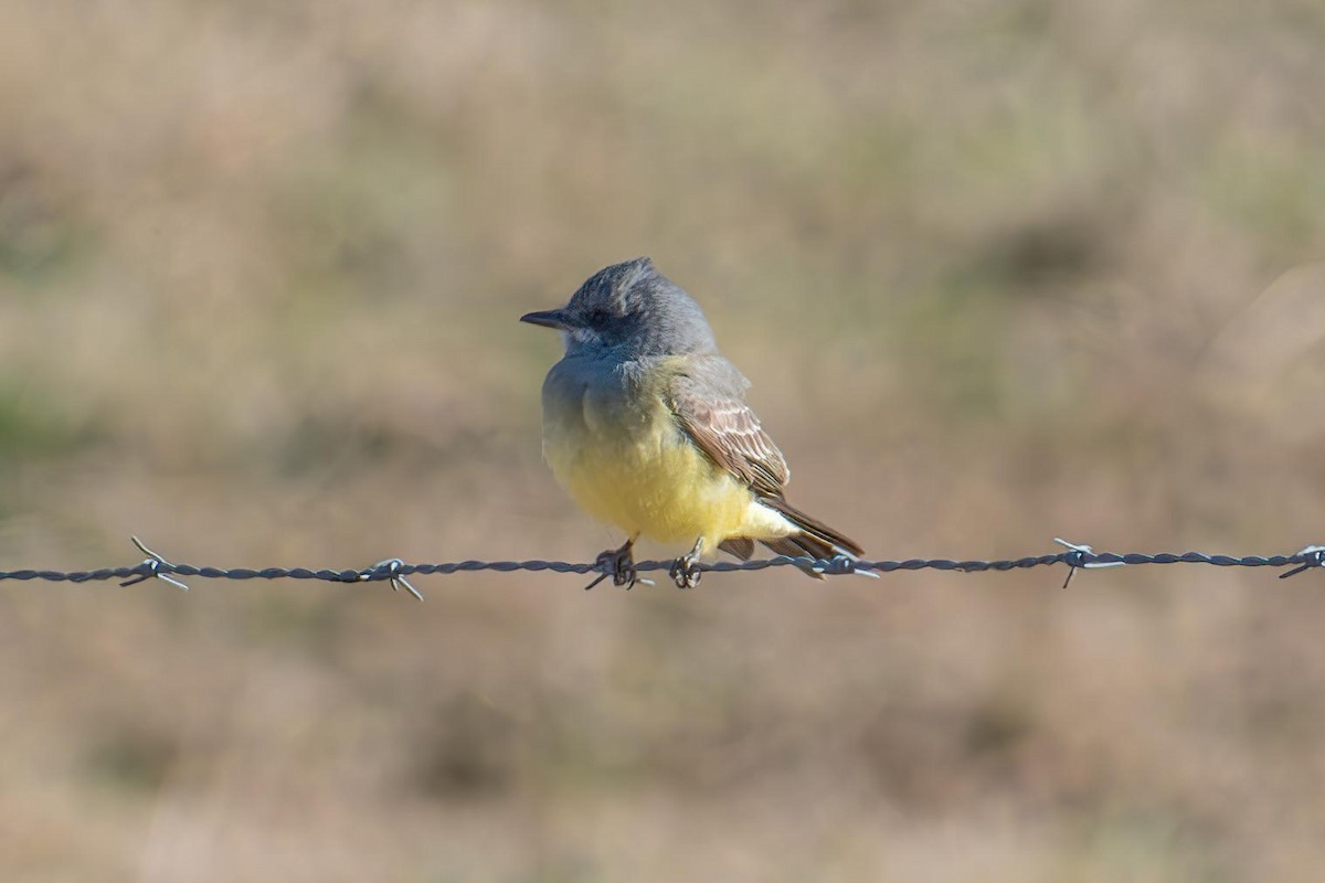 Cassin's Kingbird - ML627236171