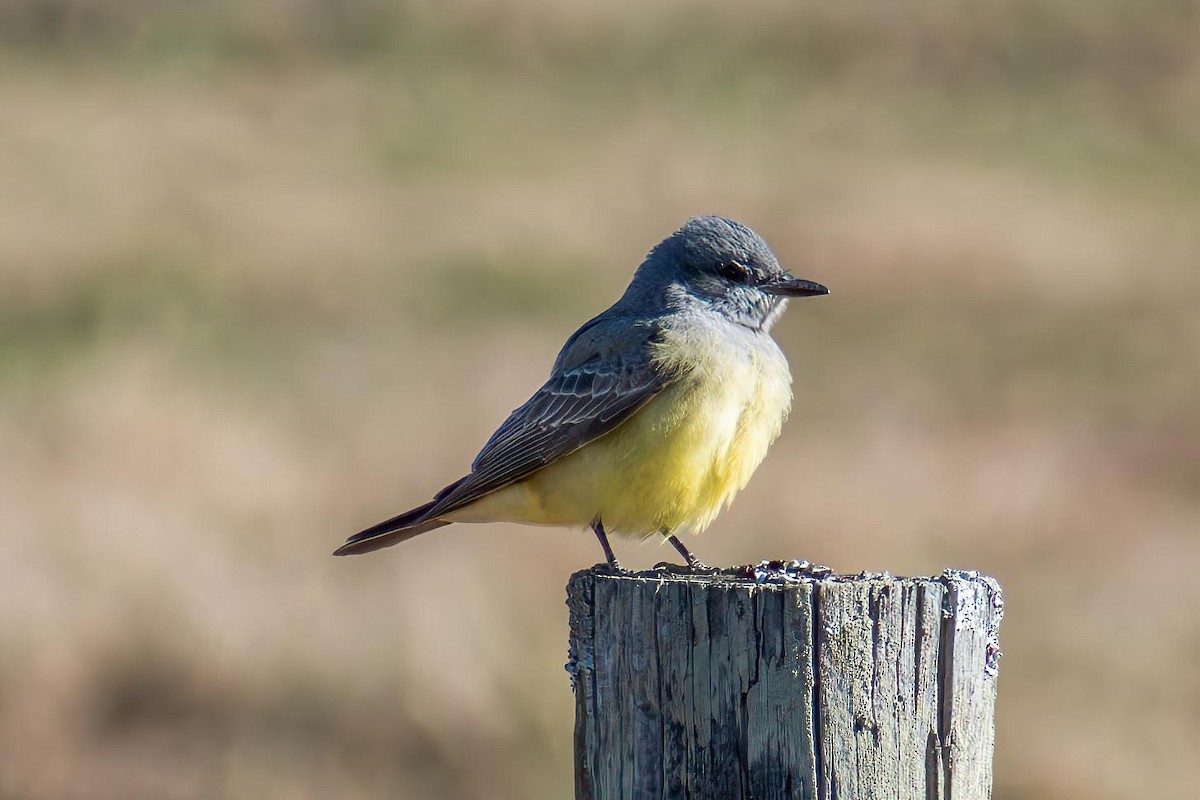 Cassin's Kingbird - ML627236172