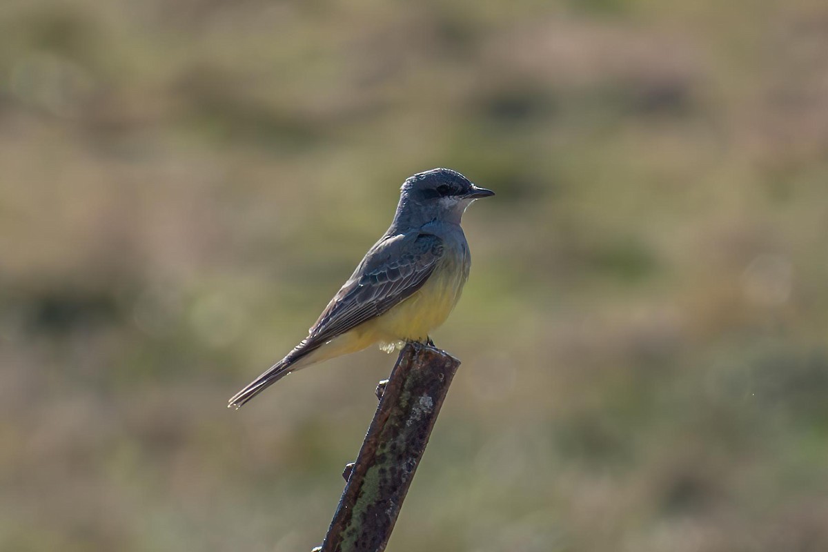 Cassin's Kingbird - ML627236173