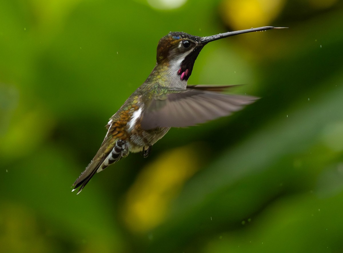 Long-billed Starthroat - ML627236322