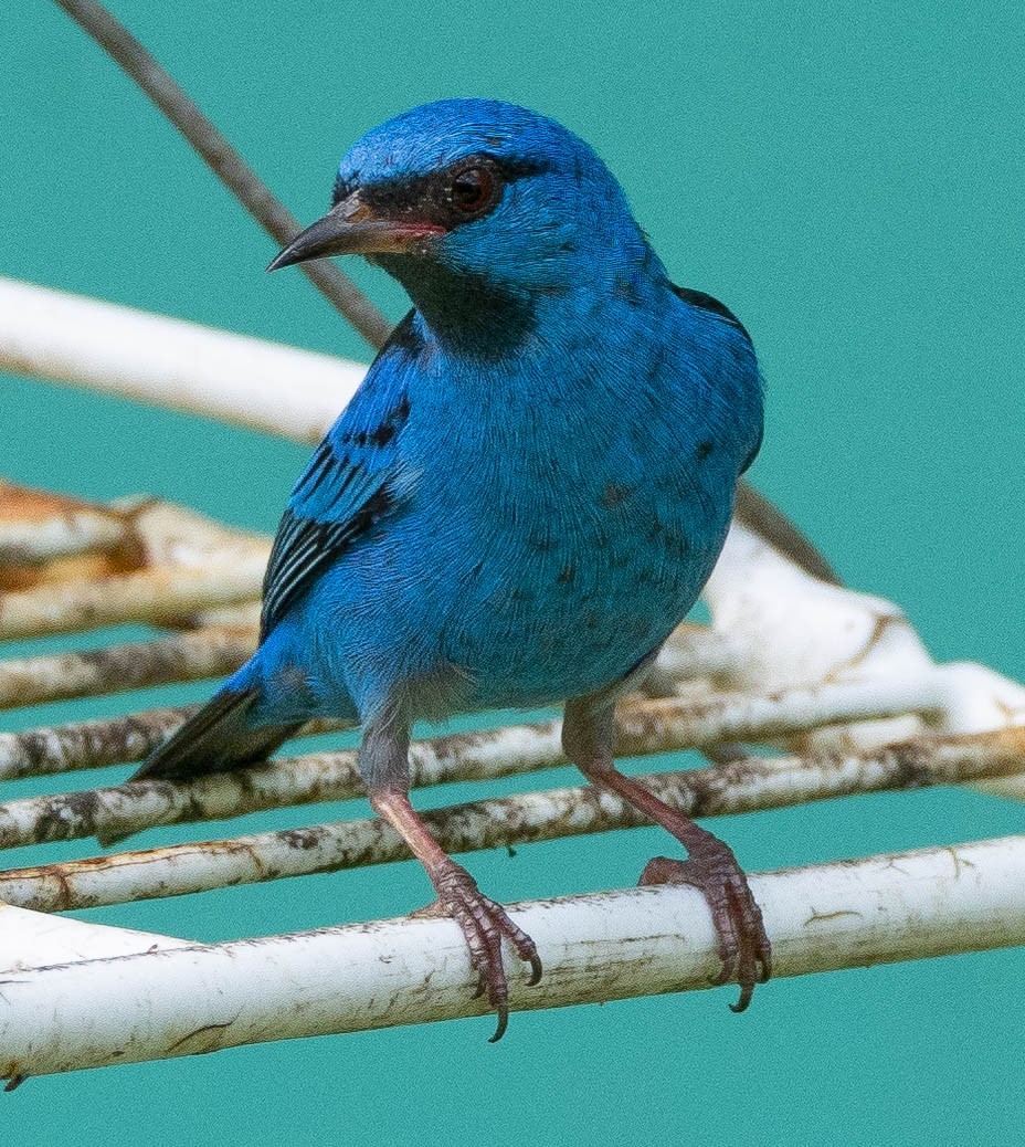 Blue Dacnis - ML627236406