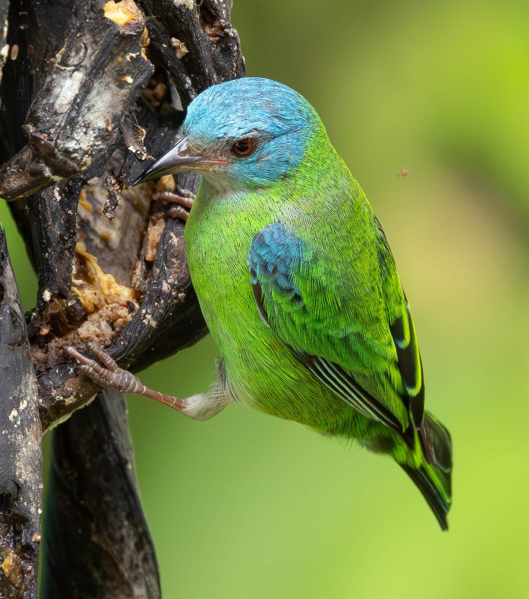 Blue Dacnis - ML627236433