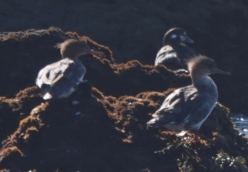 Harlequin Duck - ML627236500