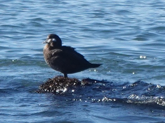 Harlequin Duck - ML627236501