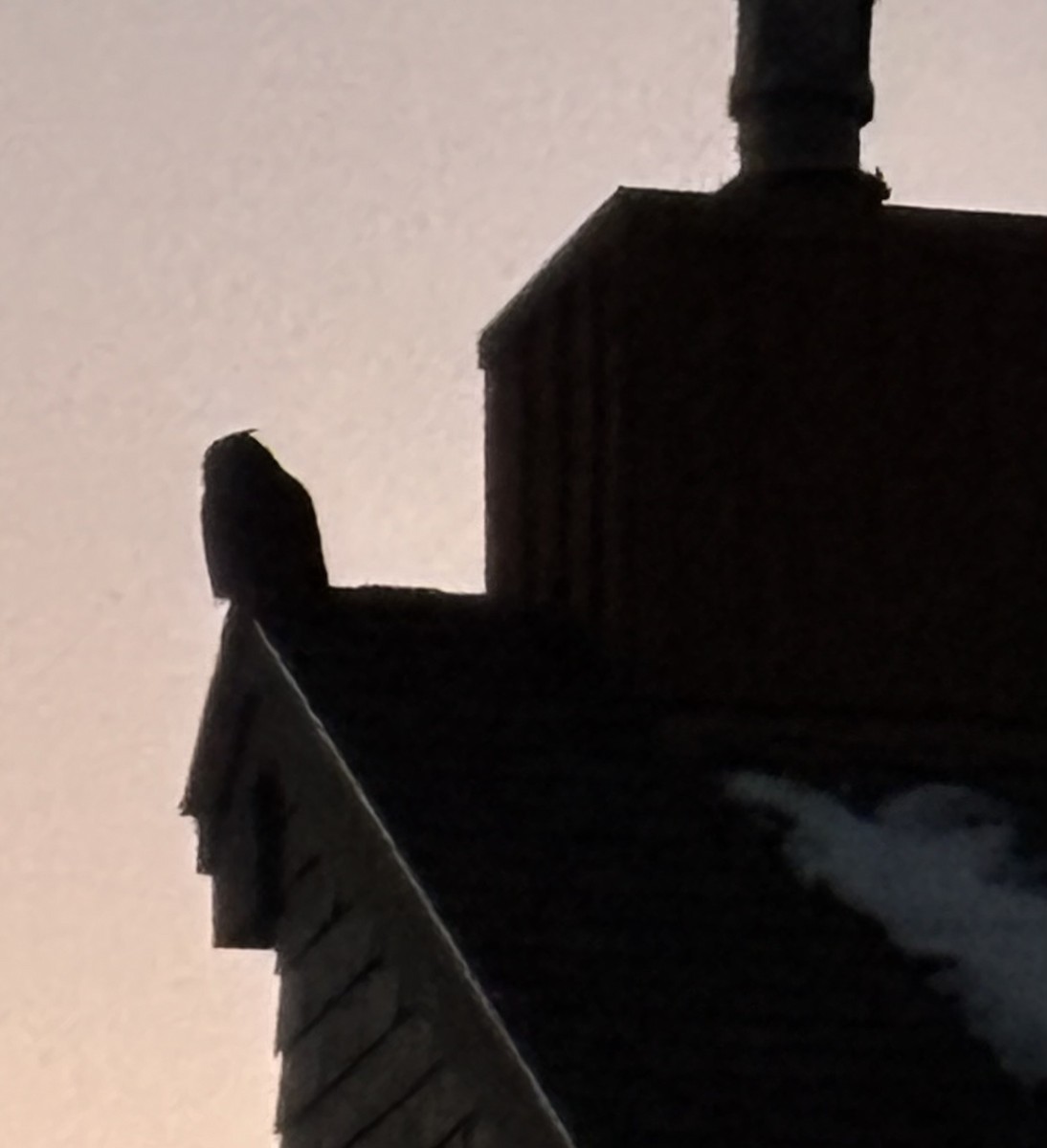 Great Horned Owl - ML627236522