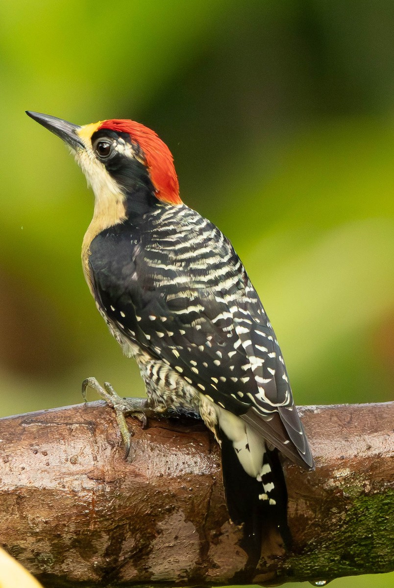 Black-cheeked Woodpecker - ML627236574