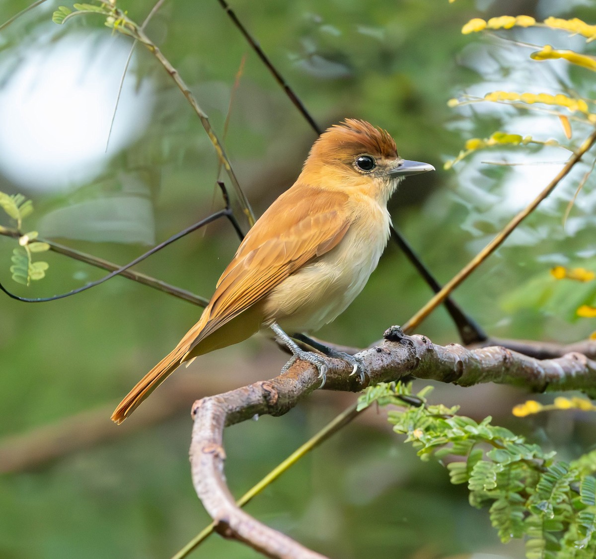 Cinnamon Becard - ML627236642