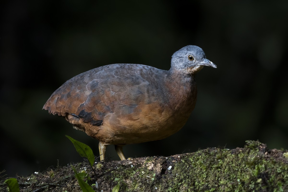 Little Tinamou - ML627236664