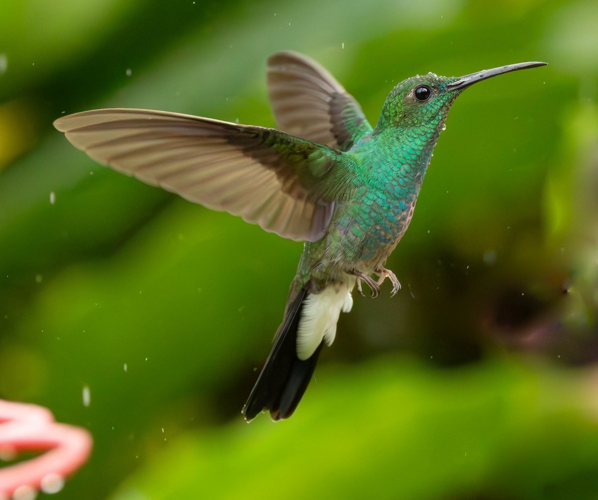 White-vented Plumeleteer - ML627236679