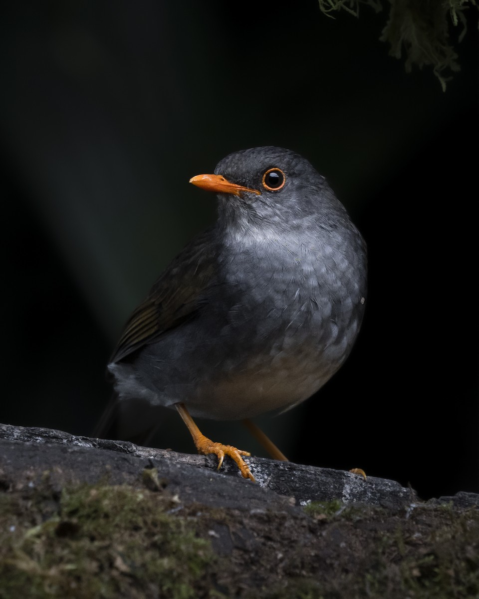 Orange-billed Nightingale-Thrush - ML627236688