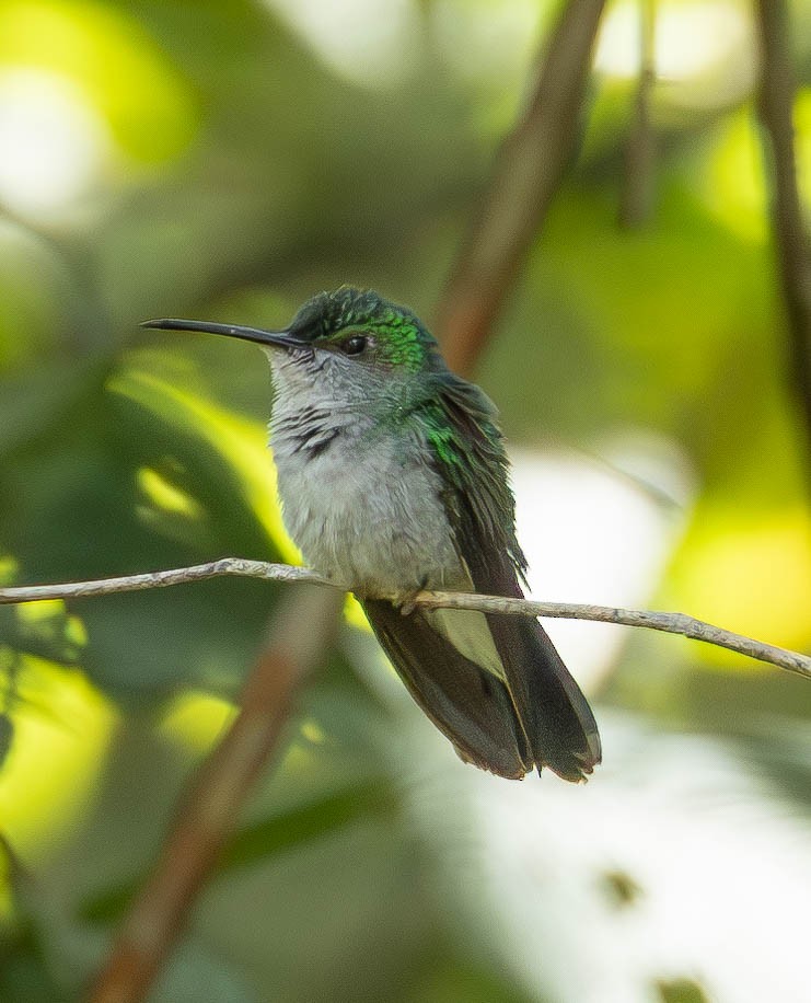 White-vented Plumeleteer - ML627236715