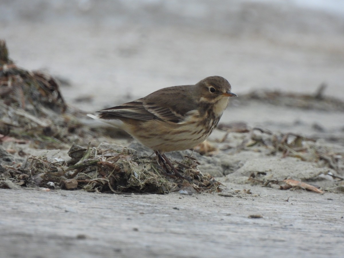American Pipit - ML627236835