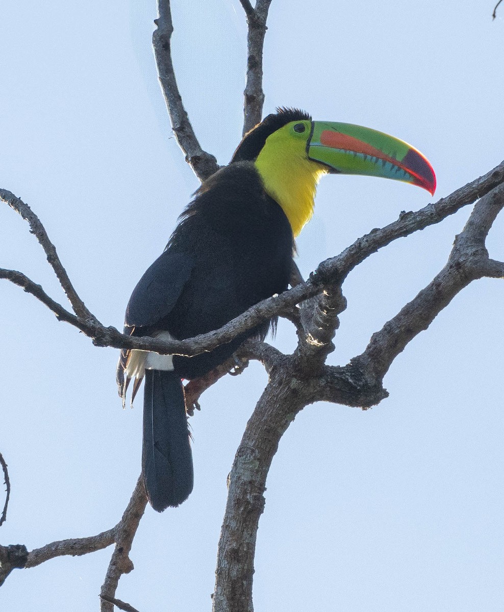 Keel-billed Toucan - ML627237003