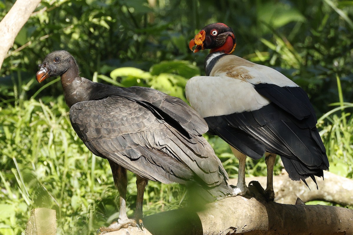 King Vulture - ML627237045