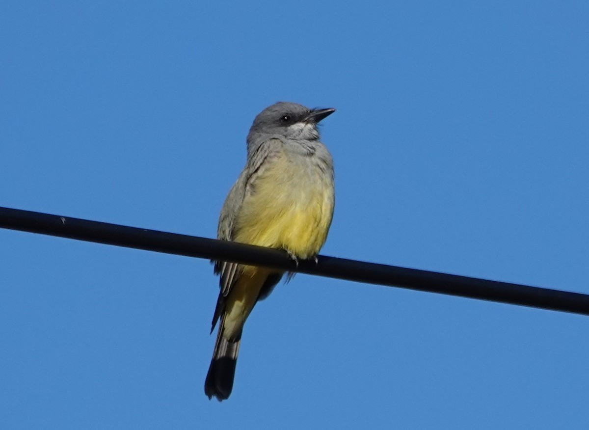 Cassin's Kingbird - ML627237070