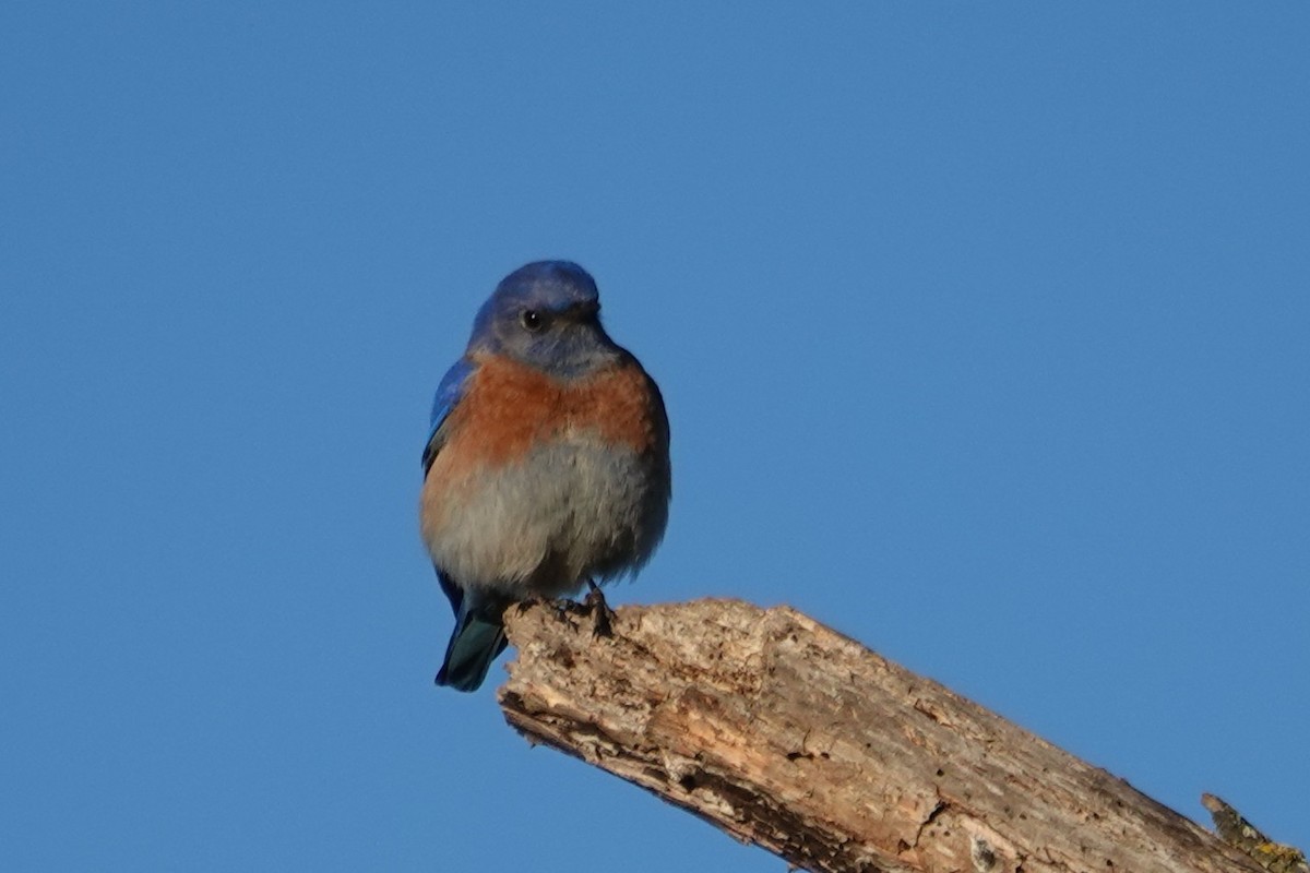 Blaukehl-Hüttensänger - ML627237192