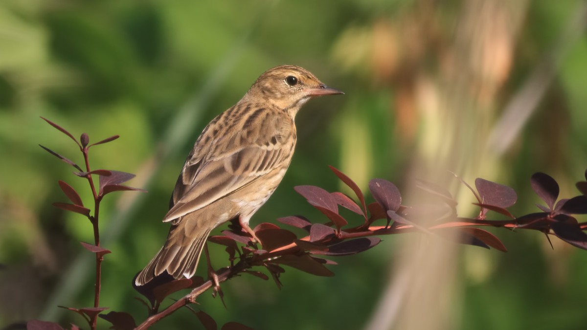 Tree Pipit - ML627237214