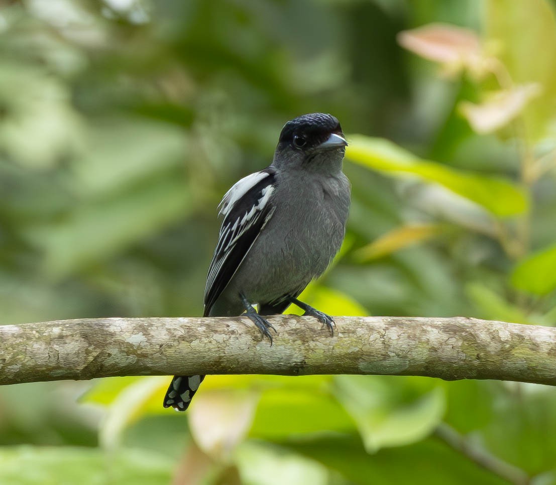 White-winged Becard - ML627237255