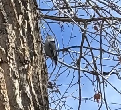 White-breasted Nuthatch - ML627237267