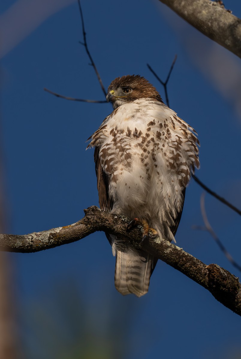 káně rudochvostá (ssp. borealis) - ML627237331