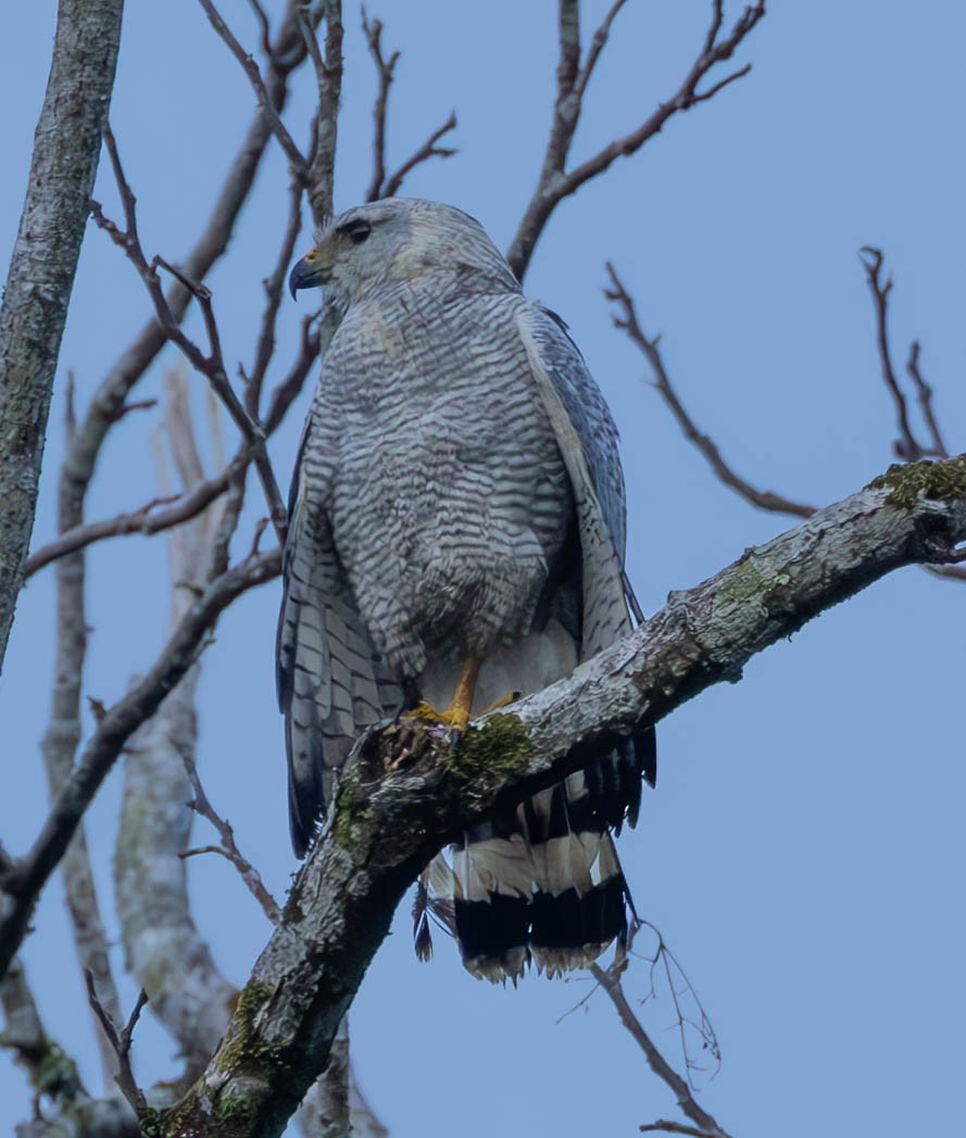 Gray-lined Hawk - ML627237456