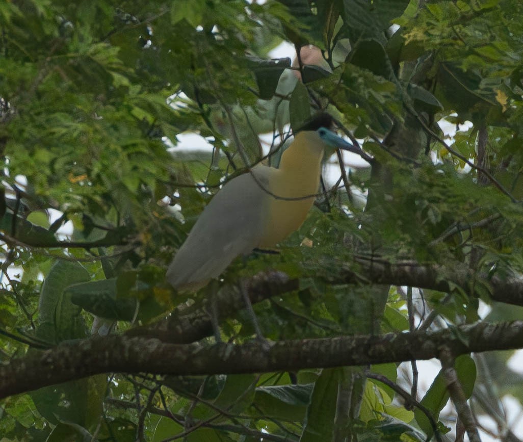 Capped Heron - ML627237582