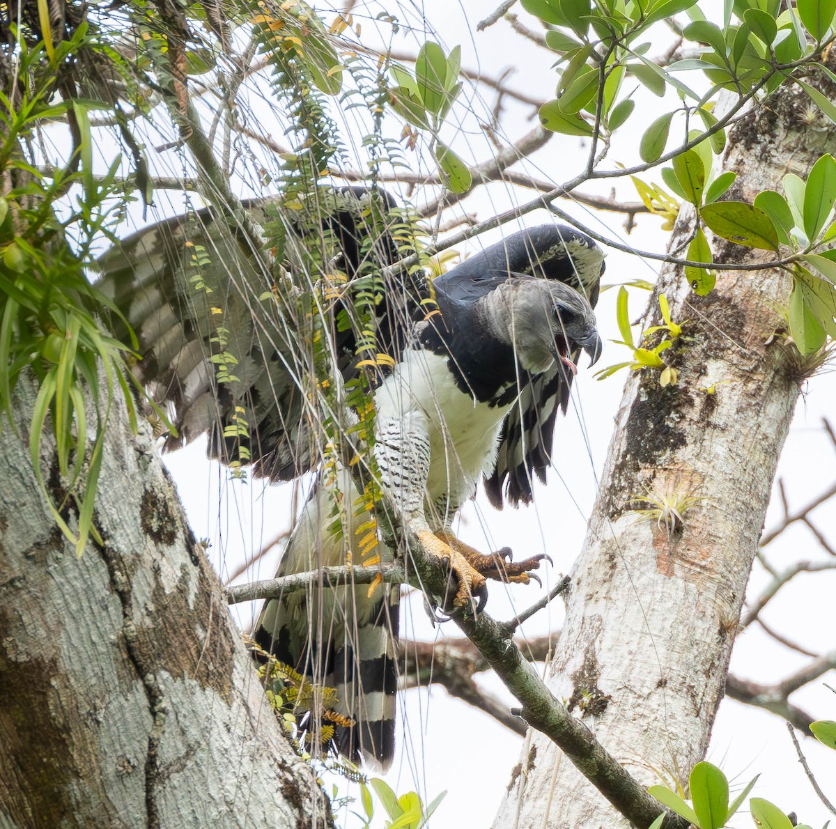 Harpy Eagle - ML627237730